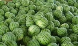 梦见在瓜地里看西瓜吃瓜,瓜地西瓜，尽享甜蜜时光