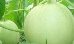 青皮绿肉瓜孕妇吃,青皮绿肉瓜孕妇食用指南