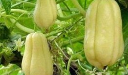 送菜吃瓜,共享美食，共度欢乐时光