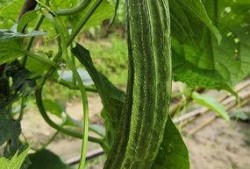 优雅吃瓜视频瓜棚,揭秘瓜棚背后的故事