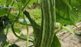 优雅吃瓜视频瓜棚,揭秘瓜棚背后的故事