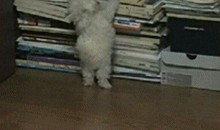 儿童吃瓜表情包gif,儿童吃瓜表情包GIF萌动瞬间