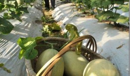 江苏旅游职业吃瓜,吃瓜之余，品味地方特色美食之旅