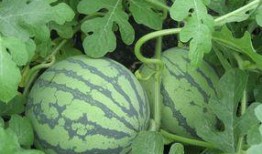 孕妇可以吃麒麟瓜吗,营养与安全的双重保障