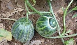 农村吃瓜辅助器,解锁夏日乡村休闲新体验