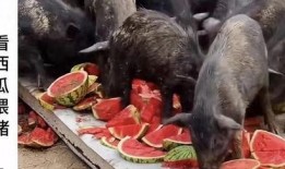 吃瓜博主炸裂,揭秘娱乐圈幕后真相