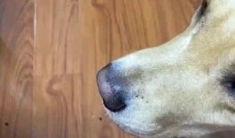 狗子凑热闹吃瓜,揭秘宠物界的“八卦风云”