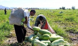 伊朗人吃瓜,探寻波斯美食的独特魅力