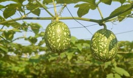 吊瓜怎么吃才减肥,美味与瘦身两不误的食用指南