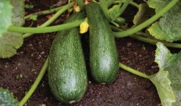 吃瓜药不药,网络热词背后的文化现象