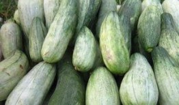 酥瓜连皮吃吗,营养与口感的双重享受