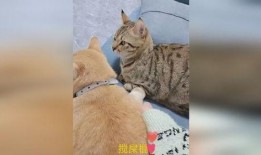 看人打架吃瓜图,围观街头斗殴，吃瓜群众现场直播