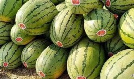 宁夏同心吃瓜视频,一场吃瓜盛宴，见证乡村新风尚