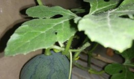 西瓜不吃籽吃瓜,尽享甘甜瓜肉新体验