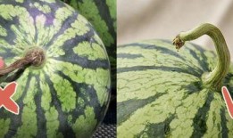 香港跳舞吃瓜,跳舞吃瓜，乐享生活新风尚