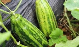 吃瓜的涵义,网络时代的围观力量