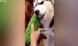 哈师范吃瓜,吃瓜群众揭秘校园热点事件