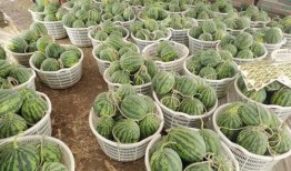 吃瓜赏花图片大全,吃瓜赏花，尽享田园风光