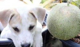 狗狗 吃哈密瓜,哈密瓜的甜蜜诱惑