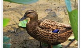 吃瓜群鸭视频,欢乐无限，一幕幕温馨瞬间