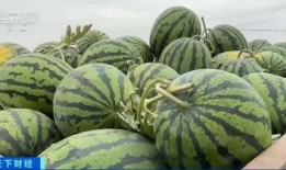 爱琴海吃瓜比赛