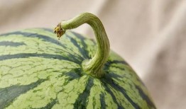 上海陈学姐吃瓜,揭秘网络舆论背后的真相