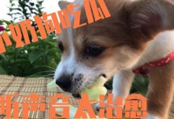 吃瓜狗狗泰迪,揭秘宠物界的“网红”生活