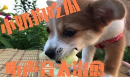 吃瓜狗狗泰迪,揭秘宠物界的“网红”生活