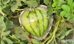 苧哥吃瓜,揭秘娱乐圈那些不为人知的幕后故事