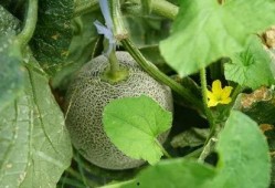 带你吃瓜奇葩树木,带你探索大自然的“吃瓜”奇观