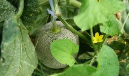 带你吃瓜奇葩树木,带你探索大自然的“吃瓜”奇观