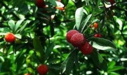 上饶吃瓜李,揭秘网络红人的崛起与争议