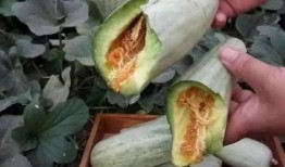 孕妇可以吃的瓜,孕妇适宜食用的瓜类盘点