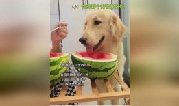 吃瓜狗狗泰迪,揭秘宠物界的“网红”生活