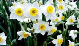 水仙吃瓜视频大全,揭秘视频大全中的趣味瞬间