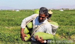 伊朗人吃瓜,探寻波斯美食的独特魅力