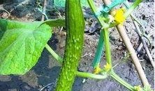 晒的萝卜瓜怎么吃,萝卜瓜晒制与美味食法揭秘