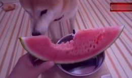 吃瓜小狗的视频,揭秘娱乐圈幕后趣闻