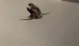 猫鼠吃瓜视频大全,盘点热门猫鼠吃瓜视频大全