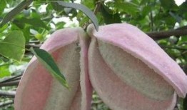 八月瓜吃核,探索自然界的再生奥秘