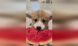 吃瓜小狗的视频,揭秘娱乐圈幕后趣闻