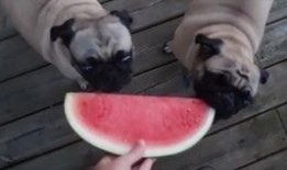 狗狗 吃哈密瓜,哈密瓜的甜蜜诱惑