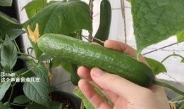 有没有吃的瓜,揭秘美食瓜果的诱惑与魅力