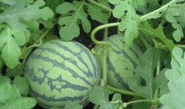 什么叫吃瓜吃出空心瓜呢,揭秘“吃瓜吃出空心瓜”背后的真相与原因