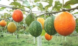 秋天吊瓜怎么吃最好,解锁吊瓜的多彩食法