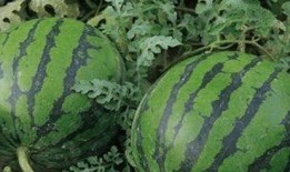 有什么瓜吃呢,盘点那些让人津津乐道的八卦新闻