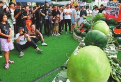 吃瓜节,一场全民狂欢的美食盛宴