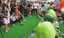 吃瓜节,一场全民狂欢的美食盛宴