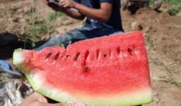 木木墩在线吃瓜,揭秘娱乐圈幕后风云