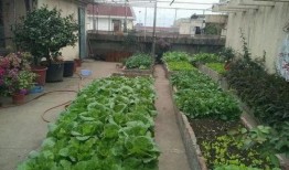 东营楼顶吃瓜,夏日纳凉新风尚